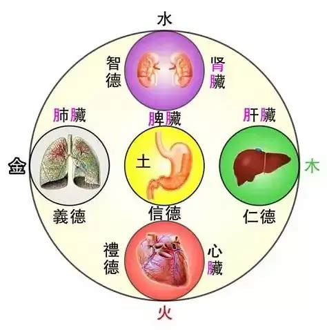 中醫裡面，土是屬於哪一個人的臟腑？